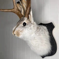 Jackalope Wall Mount Statue — Mythical Antlered Rabbit Home Decor